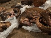Le pangolin toujours menacé
