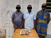 Togo/Trafic d’ivoire: trois présumés trafiquants aux arrêts