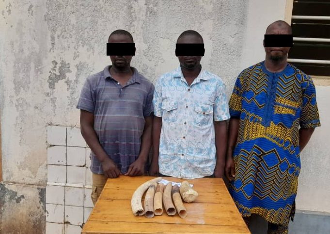 Togo/Trafic d’ivoire: trois présumés trafiquants aux arrêts
