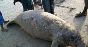 Terrible menace d’extinction des lamantins d’Afrique de l’ouest
