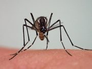 Côte d’Ivoire: des cas d’épidémie de dengue, dont un décès signalés à Abidjan