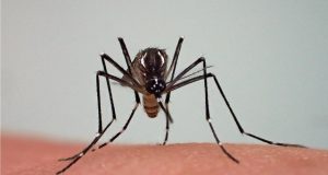 Epidémie de dengue: un vaccin pour soulager les enfants de 6 à 16 ans