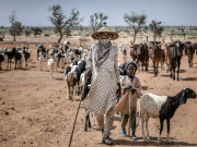 Djihadisme et crise du pastoralisme au Sahel, que faire ?