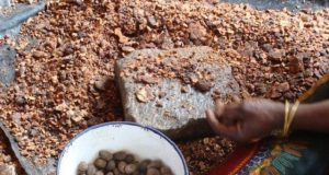Burkina: des technologies bioénergies dans les PME karité et anacarde