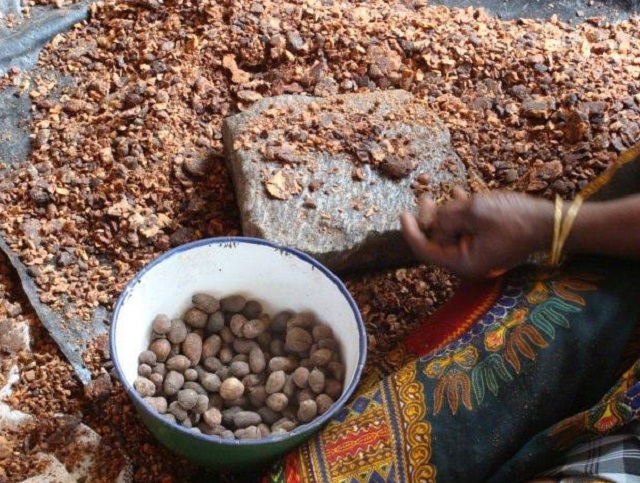 Projet Biostar, approvisionner en bioenergies durables les pme agroalimentaires au sahel