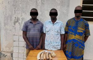 Espèces protégées: trois trafiquants d’ivoire condamnés à six mois de prison