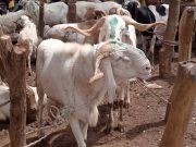 Tabaski 2022 au Burkina: le marché est «difficile», le mouton est «introuvable»