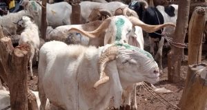 Tabaski 2022 au Burkina: le marché est «difficile», le mouton est «introuvable»