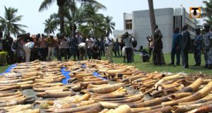 Trafic d’ivoire en Afrique: environ 50 000 éléphants tués annuellement et le commerce d’ivoire s’amplifie