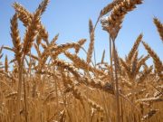 Exportation de céréales: l’UA « se félicite » de l’accord signé par l’Ukraine et la Russie