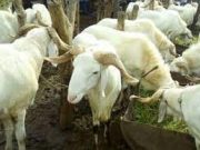 Levée des sanctions contre le Mali: bonne ou mauvaise nouvelle pour les moutons de la Tabaski?