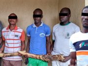Trafic d’espèces protégées : cinq trafiquants d’ivoire arrêtés puis déférés à la prison civile de Sokodé
