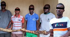 Trafic d’espèces protégées : cinq trafiquants d’ivoire arrêtés puis déférés à la prison civile de Sokodé