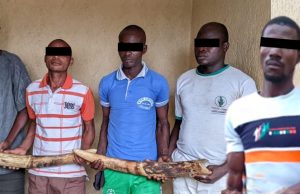 Trafic d’espèces protégées : cinq trafiquants d’ivoire arrêtés puis déférés à la prison civile de Sokodé