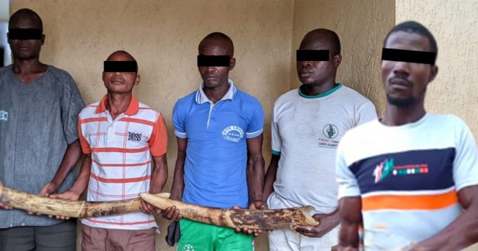 Trafic d’espèces protégées : cinq trafiquants d’ivoire arrêtés puis déférés à la prison civile de Sokodé