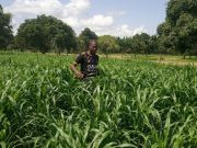 Insécurité alimentaire au Burkina Faso: la biotechnologie agricole, une porte de sortie