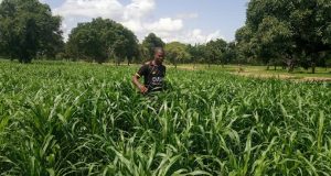 Insécurité alimentaire au Burkina Faso: la biotechnologie agricole, une porte de sortie