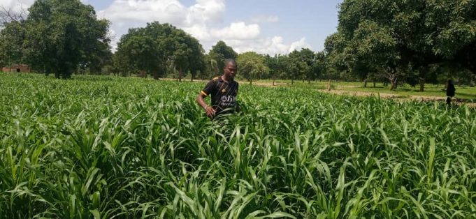 Insécurité alimentaire au Burkina Faso: la biotechnologie agricole, une porte de sortie