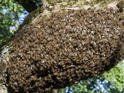 Burkina: des abeilles de guerre contre le terrorisme?