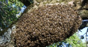Burkina: des abeilles de guerre contre le terrorisme?