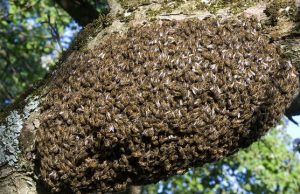 Burkina: des abeilles de guerre contre le terrorisme?