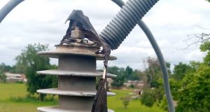 Burkina: des chauves-souris causent des pannes d’électricité