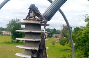Burkina: des chauves-souris causent des pannes d’électricité