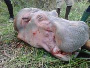Bien que menacé, l’hippopotame reste la cible privilégiée du commerce illicite d’ivoire