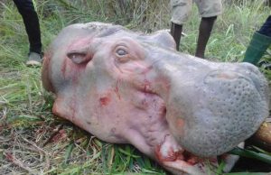 Bien que menacé, l’hippopotame reste la cible privilégiée du commerce illicite d’ivoire