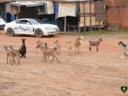 Ouagadougou: environ 150 animaux mis en fourrière