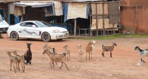 Ouagadougou: environ 150 animaux mis en fourrière