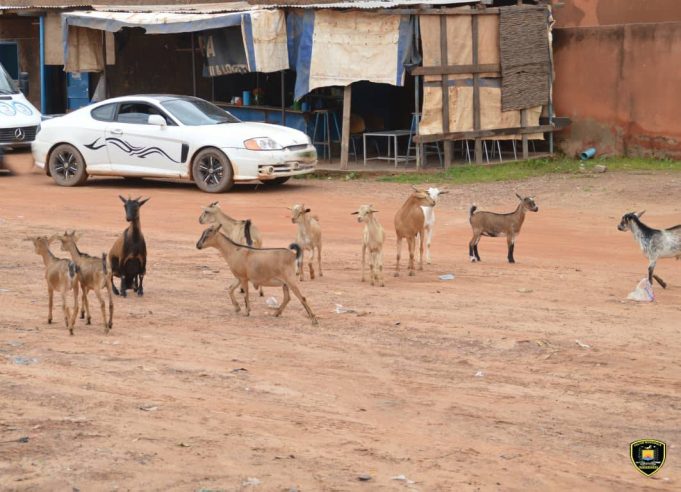 Ouagadougou: environ 150 animaux mis en fourrière
