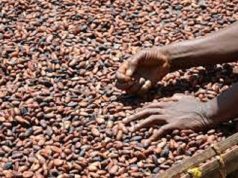 Cacao: front commun ivoiro-ghanéen pour défendre les revenus des producteurs