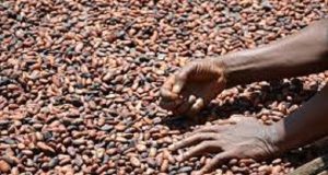 Cacao: front commun ivoiro-ghanéen pour défendre les revenus des producteurs