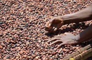 Cacao: front commun ivoiro-ghanéen pour défendre les revenus des producteurs