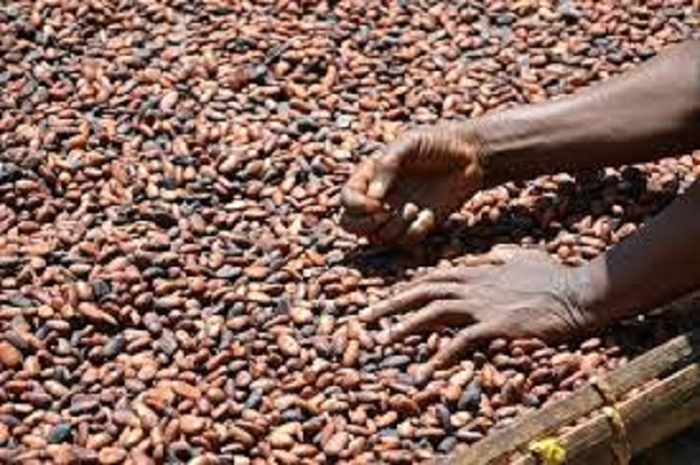 Le Ghana et la Côte d’Ivoire représentent à eux seuls 60 % de la production mondiale de cacao