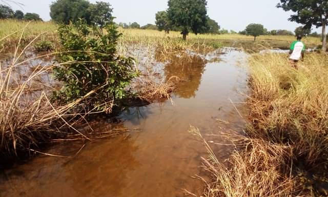 Le fleuve Mouhoun submergeant des cultures (AIB)