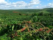 NESTLÉ: la marque NESCAFÉ lance son plan mondial 2030 pour un développement durable