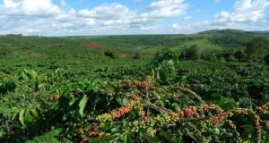 NESTLÉ: la marque NESCAFÉ lance son plan mondial 2030 pour un développement durable