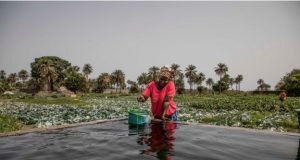 Afrique: le changement climatique, une réalité accablante