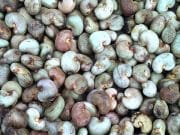 Burkina: le prix du kilo de l’anacarde pour la campagne commerciale 2023