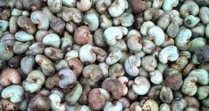 Burkina: le prix du kilo de l’anacarde pour la campagne commerciale 2023