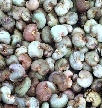 Burkina: le prix du kilo de l’anacarde pour la campagne commerciale 2023