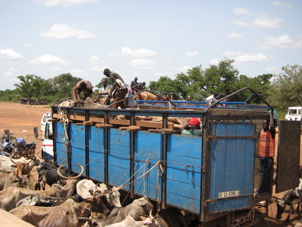 Transport de mouton