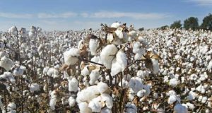 Industrialisation: le Burkina affine sa stratégie autour des filières à forte valeur ajoutée