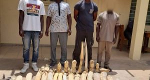 Togo: quatre trafiquants arrêtés avec plus de 160 kg de défenses d’éléphants