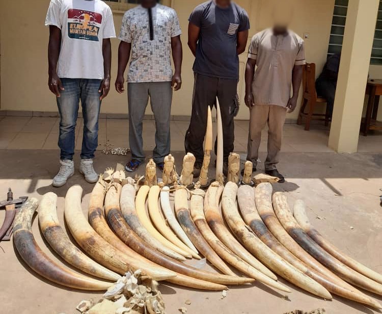 Togo: quatre trafiquants arrêtés avec plus de 160 kg de défenses d’éléphants