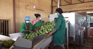 Burkina: la filière mangue génère « plus de 20 milliards de FCFA » (ministre)