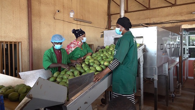 Burkina: la filière mangue génère « plus de 20 milliards de FCFA » (ministre)