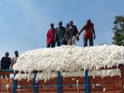 Burkina: quand le coton va, tout va!